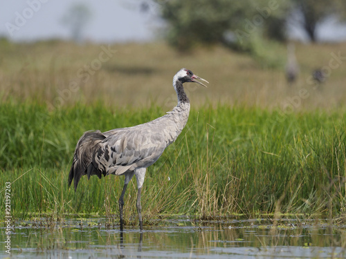 Common crane, Grus grus © Erni