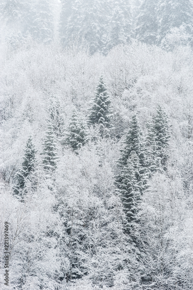 Nature winter background. Snowfall in the mixed forest Nature winter background. Snowfall in the mixed forest