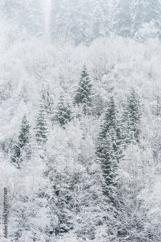 Nature winter background. Snowfall in the mixed forest