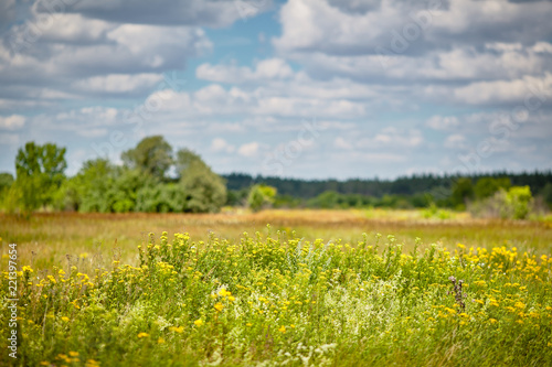 Wildflowers in the steppe