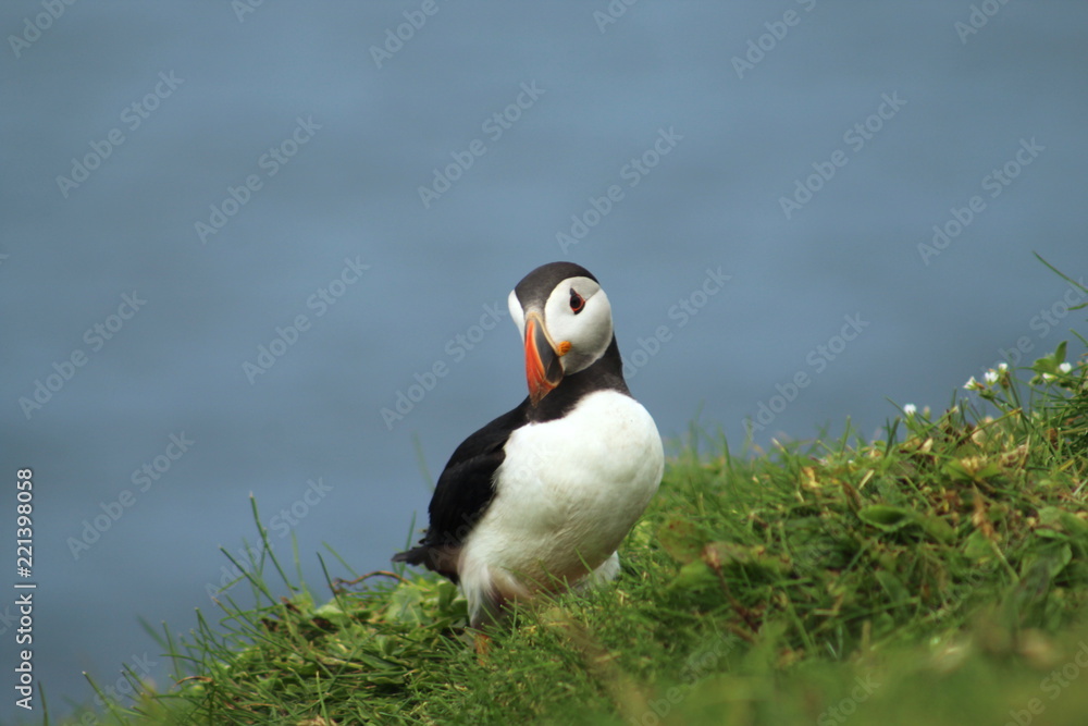 Cute puffins in Mykines, Faroe Islands Cute puffins in Mykines, Faroe Islands