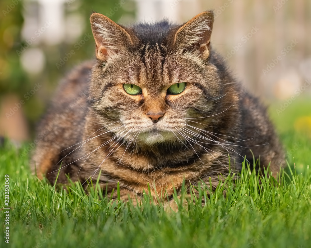 Grumpy looking tabby cat on the lawn