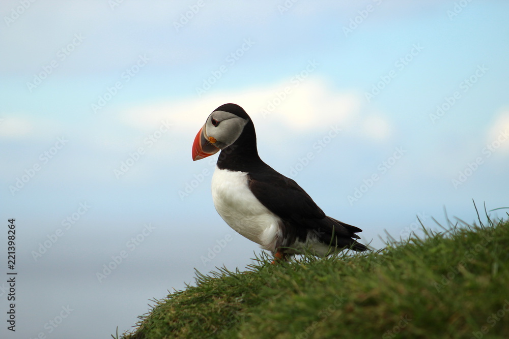 Obraz premium Cute puffins in Mykines, Faroe islands