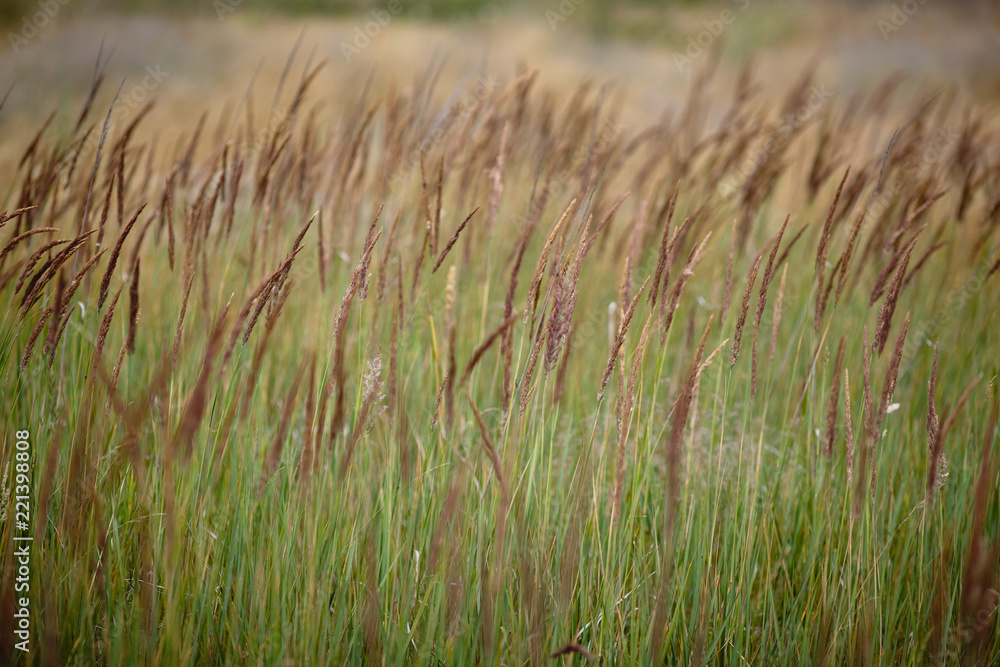 Wildflowers in the steppe