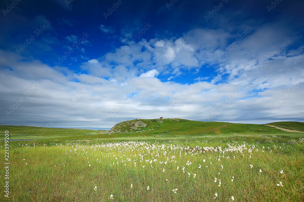 Fototapeta premium landscape tundra / summer landscape in the north tundra, moss, ecosystem