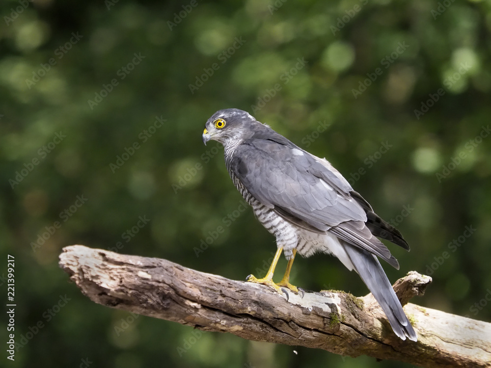 Fototapeta premium Sparrowhawk, Accipiter nisus