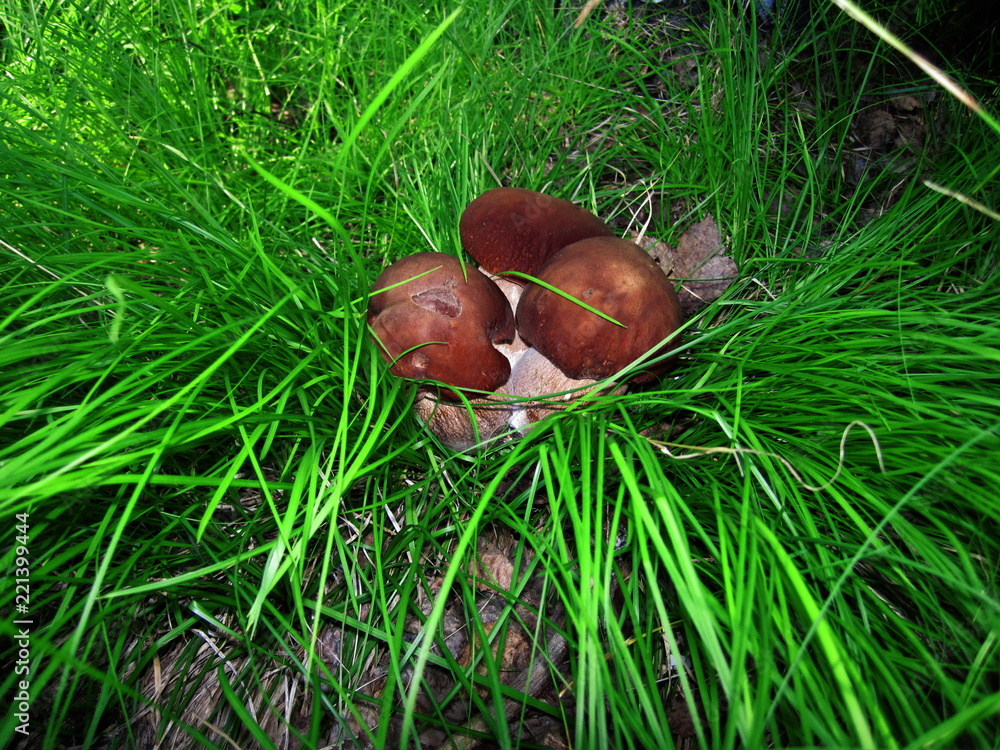 Mushroom Mushroom