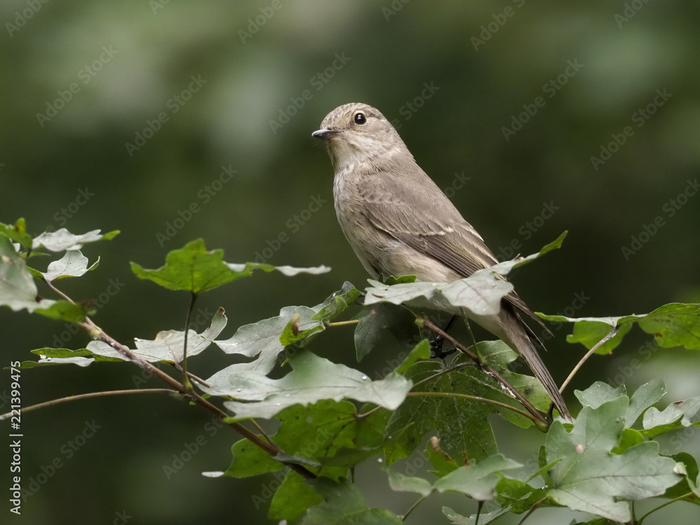Spotted flycatcher, Muscicapa striata Spotted flycatcher, Muscicapa striata
