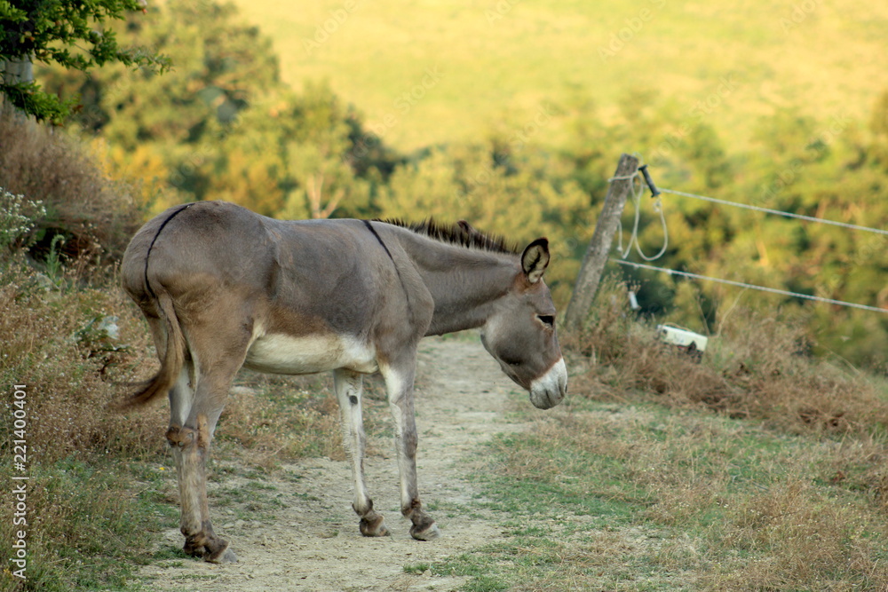 Sweet donkey in country house Sweet donkey in country house
