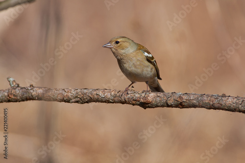 Chaffinch sits on a branch of larch meeting the beginning of spring.