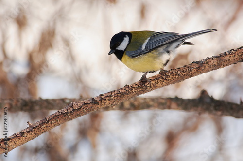 Great tit sits on a branch of larch before flying to a bird feeder.