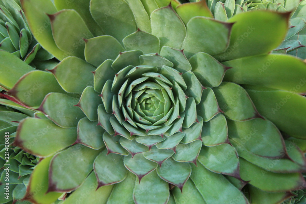Fototapeta premium Echeveria succulent close up