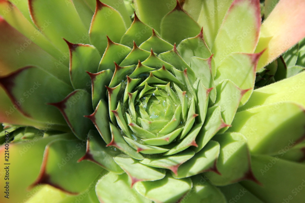Obraz premium Echeveria succulent close up