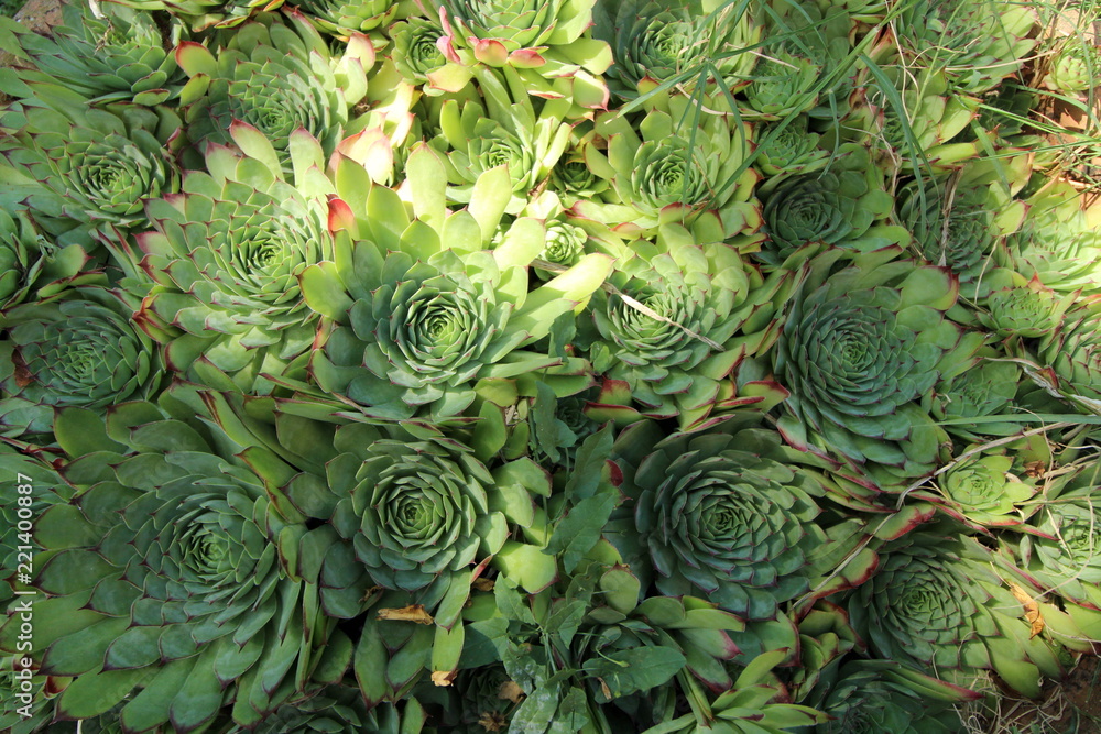 Obraz premium Echeveria succulent close up