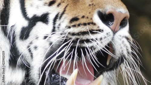 tiger yawns, close-up