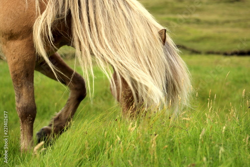 Fotografie, Obraz Icelandic or faroense ponies or horses in the Faroe Islands