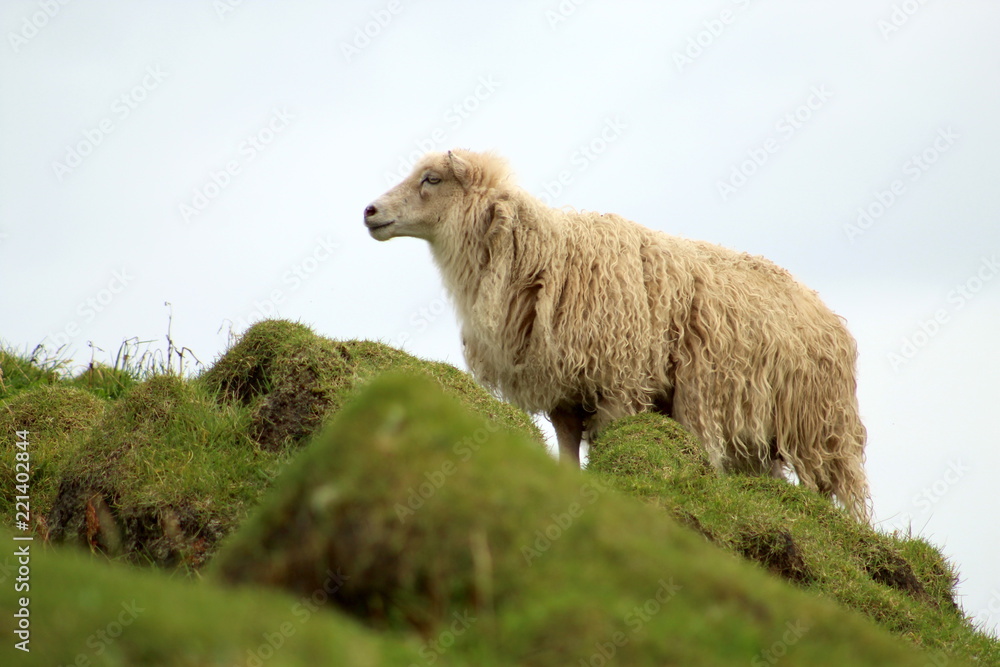 Shaggy sheep in the Faroe Islands