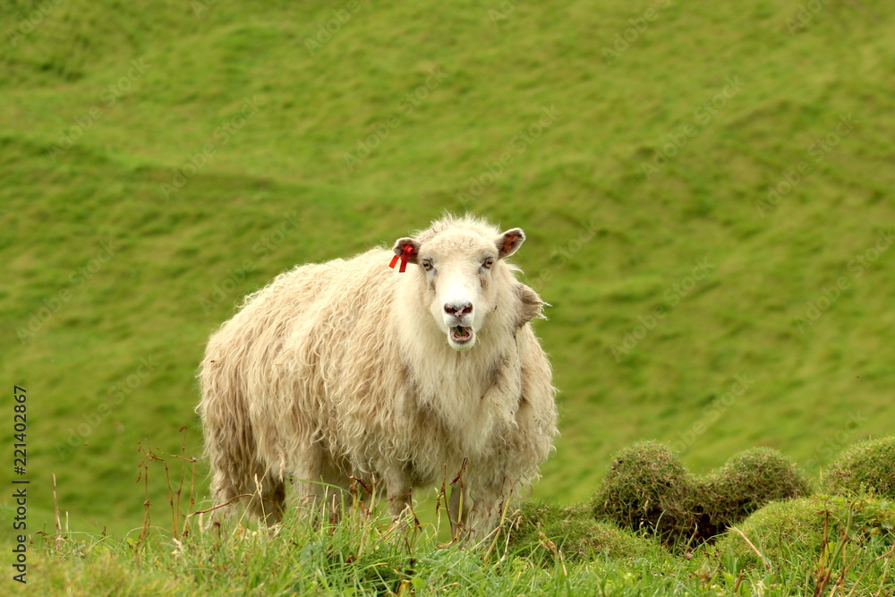 Shaggy sheep in the Faroe Islands Shaggy sheep in the Faroe Islands
