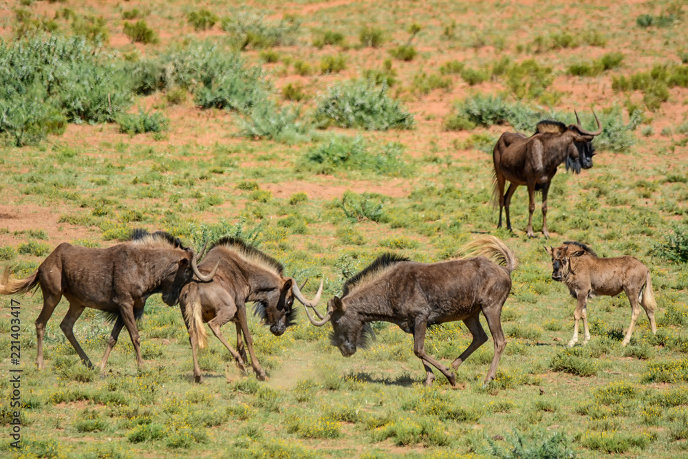 Fototapeta premium Black Wildebeest Fighting
