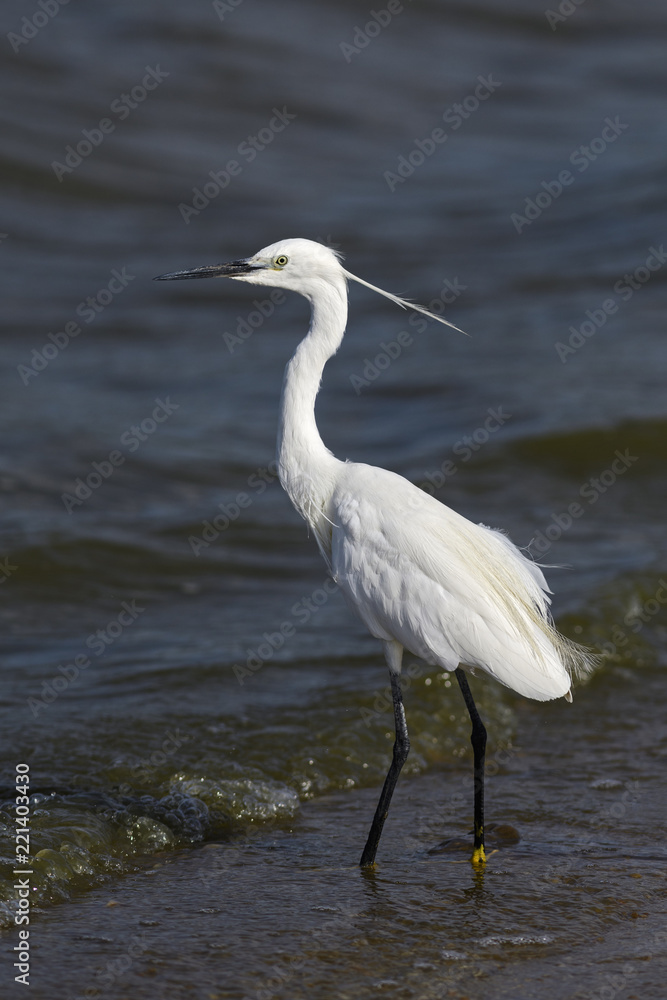 Little Egret - Egretta garzetta, beautiful white little egret from Euroasian fresh waters, Sri Lanka. Little Egret - Egretta garzetta, beautiful white little egret from Euroasian fresh waters, Sri Lanka.