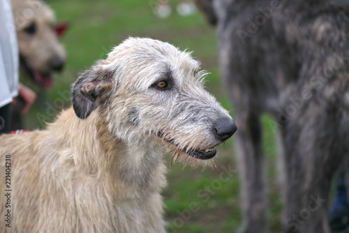 Wolfhounds shaggy head Big dog close-up