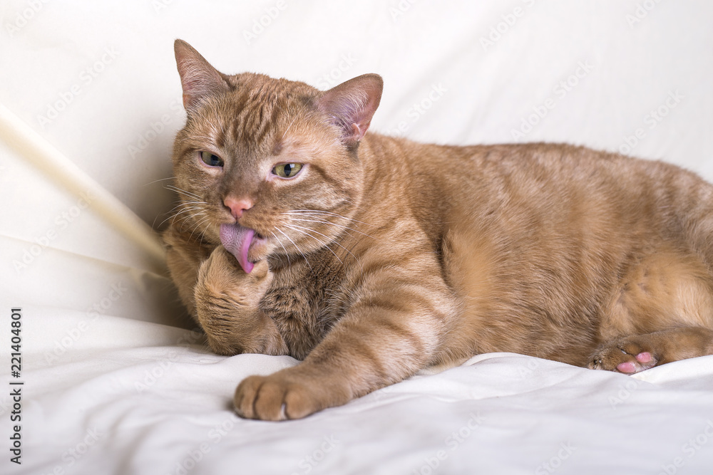 Red cat, licks its paw, lying on a light background