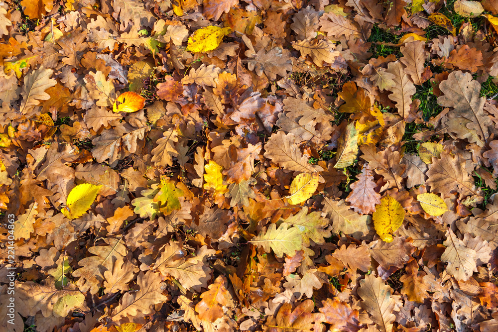 The ground surface with fallen autumn leaves in the oakery The ground surface with fallen autumn leaves in the oakery