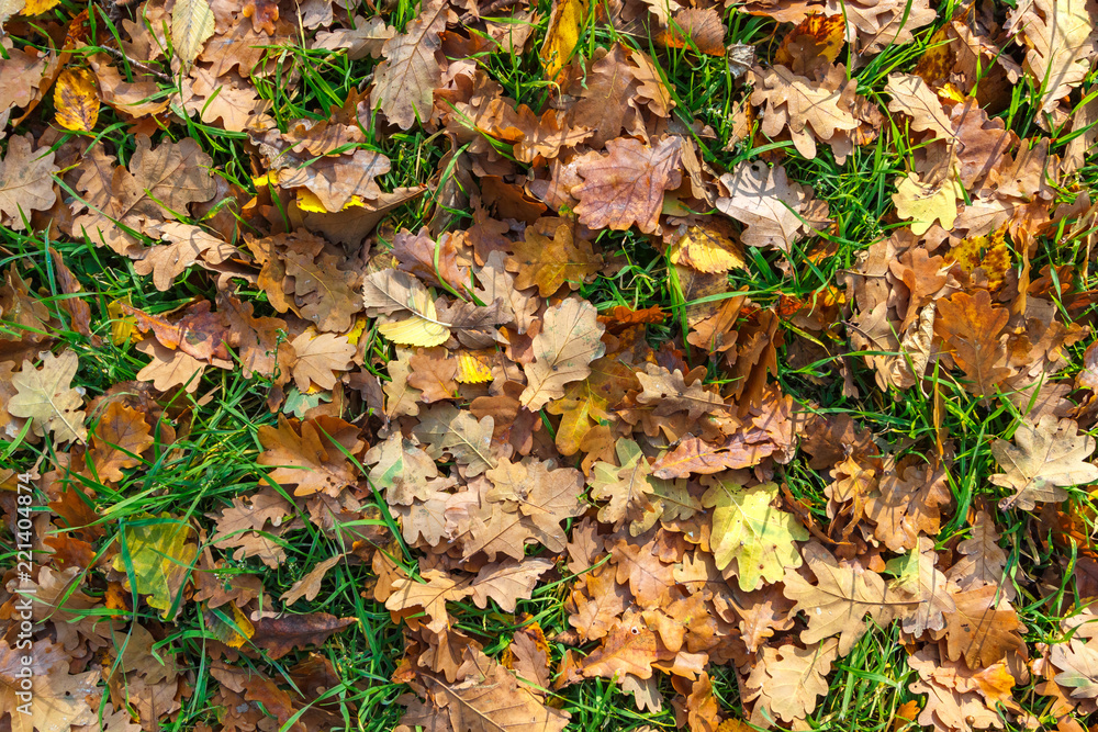 The autumn background with fallen oak leaves and green grass The autumn background with fallen oak leaves and green grass