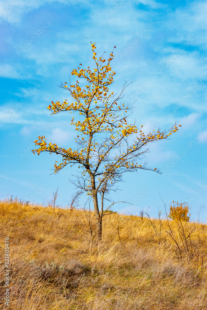 The young small tree standing in the autumn yellow field