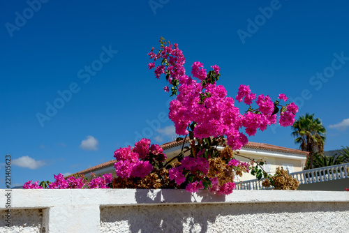 Bright leves of bougainvillea bush that is like flowers.