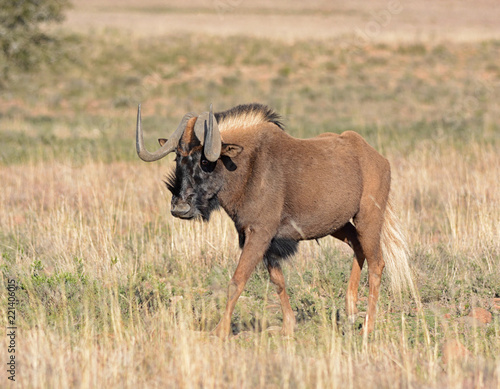 Photography Black Wildebeest