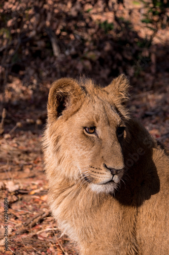 Lions in Zambezi National Park  Zimbabwe