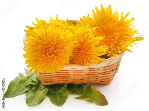 Medicinal dandelion photo