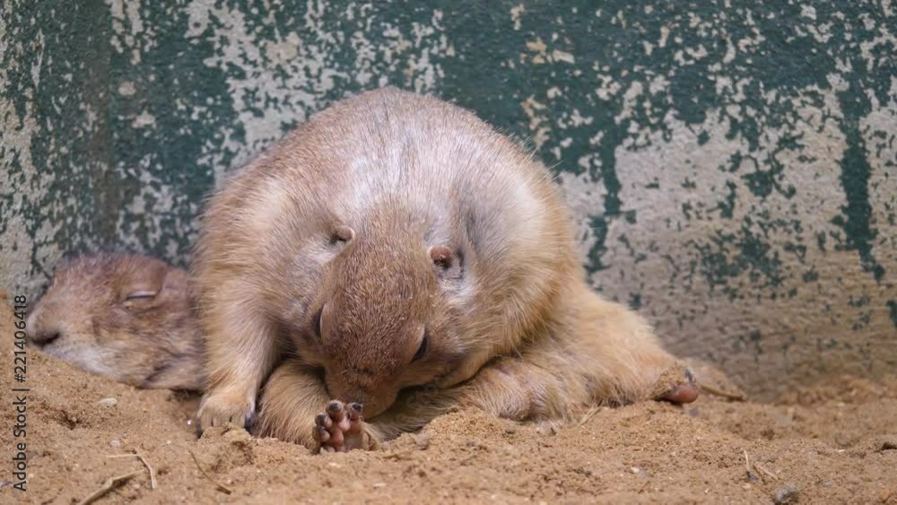 Close up Prairie dog sitting on the sand.