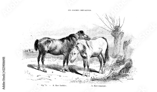 illustration of horse