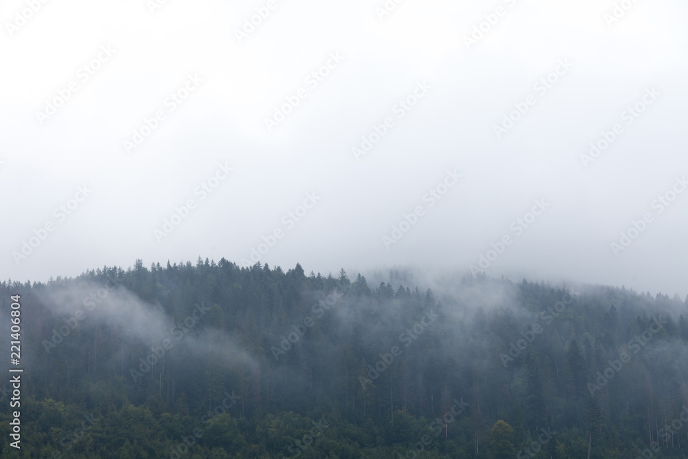 Forest spruce atmosphere, mist in air. Autumn ambience hillside. Copy space for text.