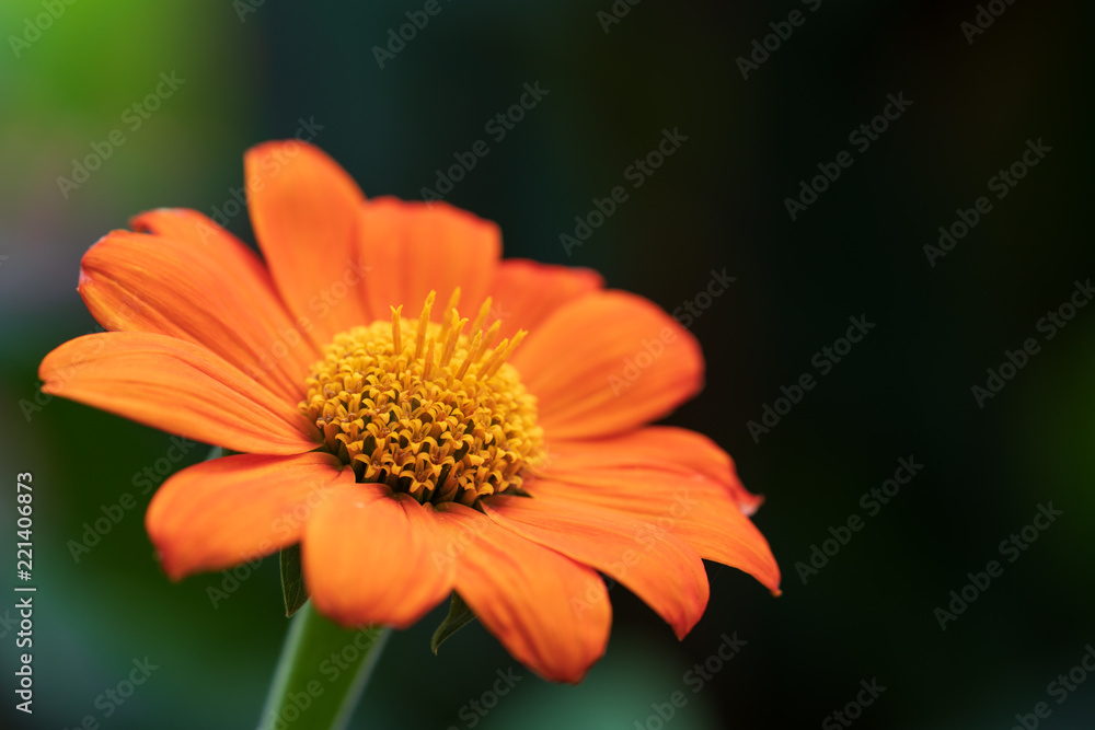 Orange Blume auf dunkelgrünen Hintergrund Orange Blume auf dunkelgrünen Hintergrund