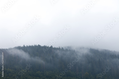 Forest spruce atmosphere, mist in air. Autumn ambience hillside. Copy space for text.