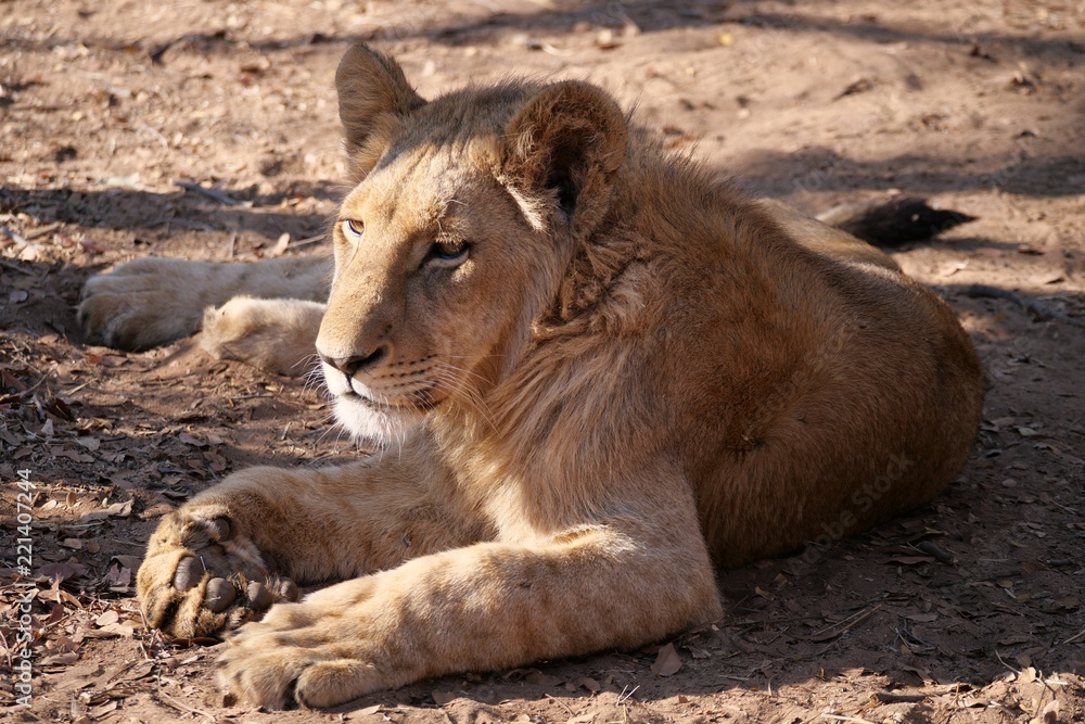 Lions in Zambezi National Park, Zimbabwe Lions in Zambezi National Park, Zimbabwe