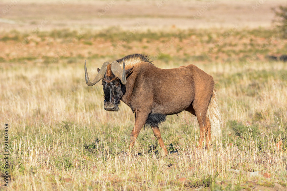 Black Wildebeest Black Wildebeest