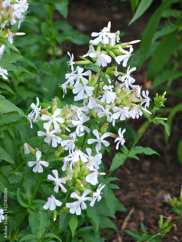 Echtes Seifenkraut, Saponaria officinalis photo