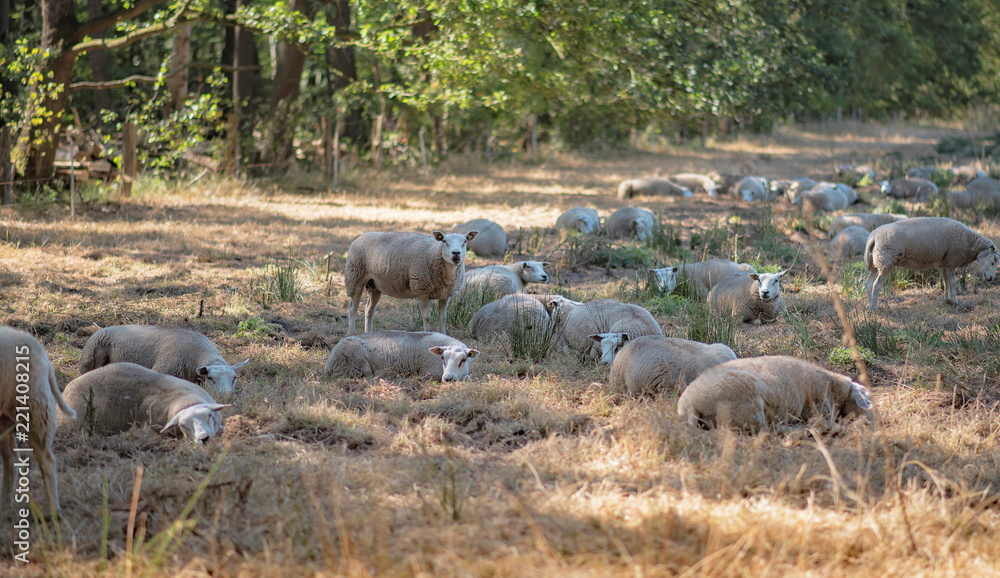 Herd of sheep in forest meadow on sunny summer day. Herd of sheep in forest meadow on sunny summer day.