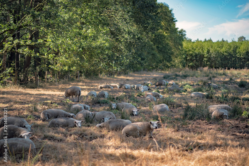 Herd of sheep in forest meadow on sunny summer day. Herd of sheep in forest meadow on sunny summer day.