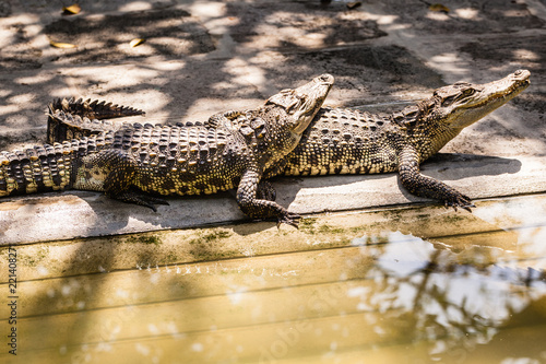 Crocodiles snuggling together