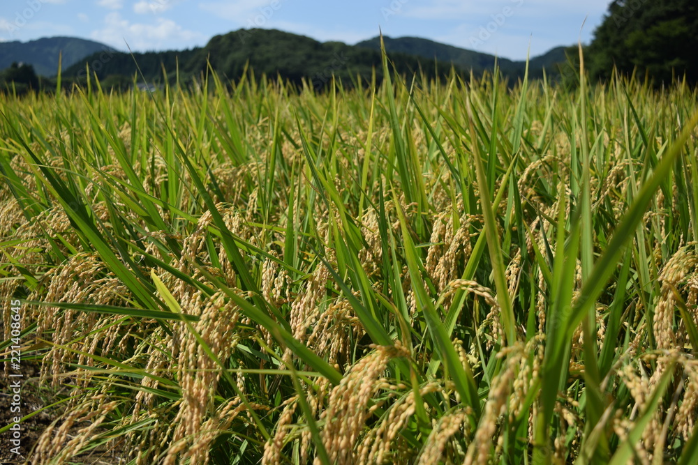 収穫前の稲穂 収穫前の稲穂