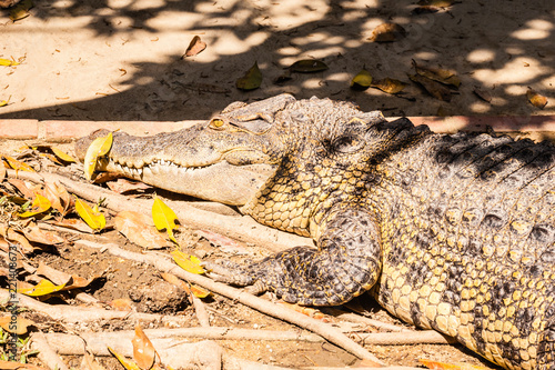 Crocodile and dead leaves