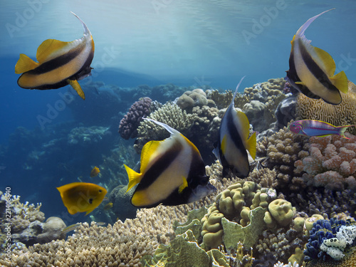 Tropical fishes and corals reef in ocean