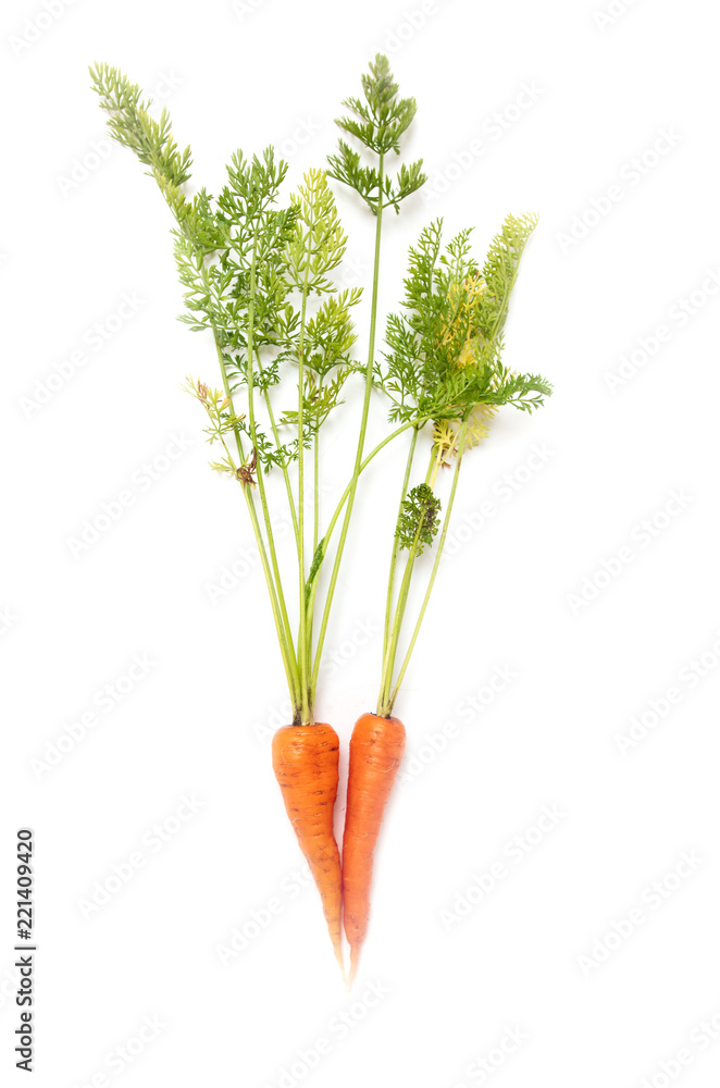 Fresh ripe carrots on a white background Fresh ripe carrots on a white background