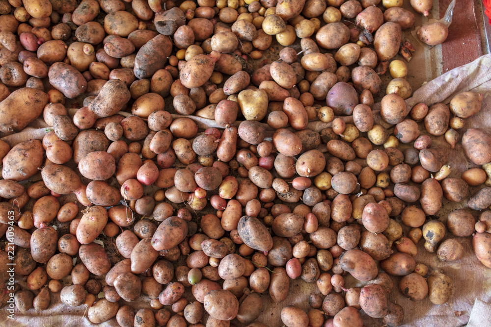 Potato harvest in the cellar as a background Potato harvest in the cellar as a background