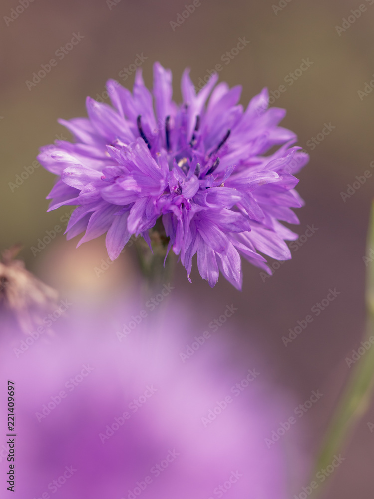 Beautiful violet flower growing in the park Beautiful violet flower growing in the park